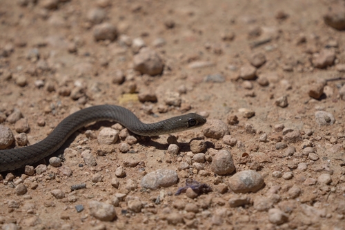 Yellow-faced Whipsnake sighting