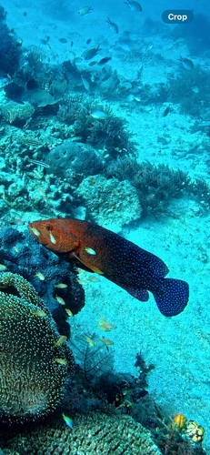 Cephalopholis miniata