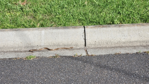 Eastern Brown Snake sighting