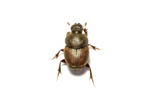 Onthophagus fugitivus