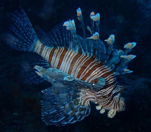 Pterois volitans