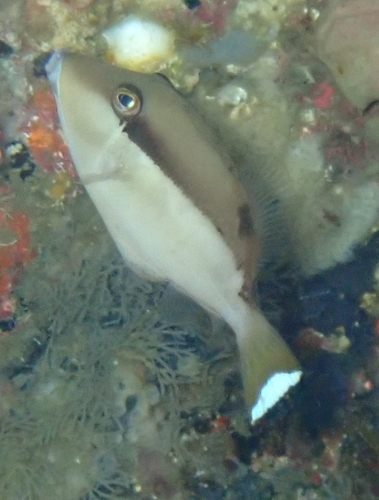 Sufflamen chrysopterum