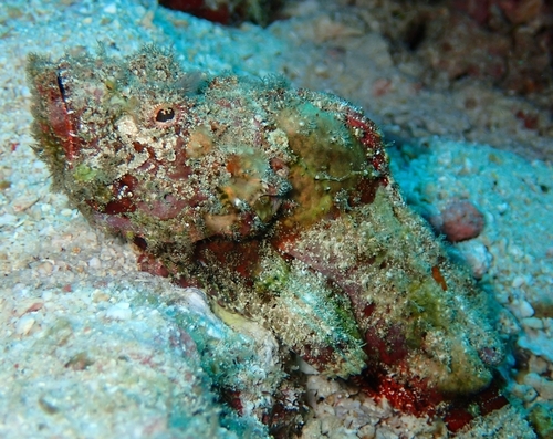 Scorpaenopsis diabolus