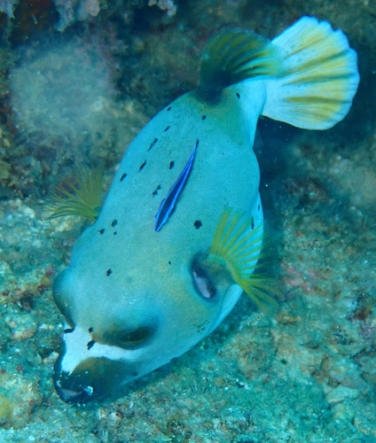 Arothron nigropunctatus