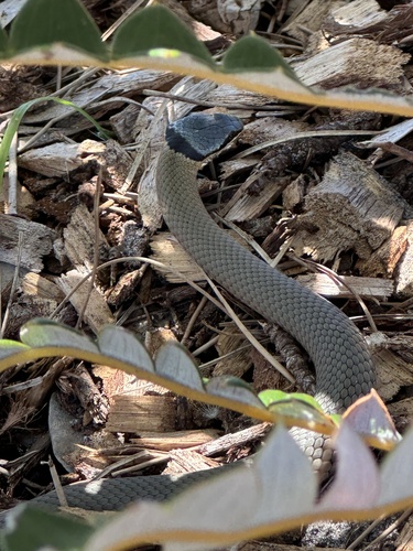Crowned Snake sighting