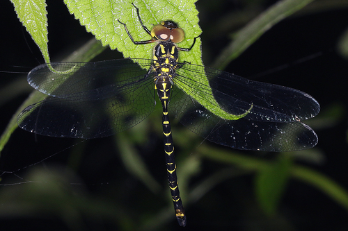 Planaeschna tamdaoensis
