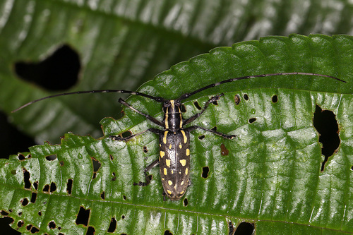 Pseudopsacothea