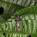 Pseudopsacothea albonotata - Photo (c) gernotkunz, all rights reserved, uploaded by gernotkunz