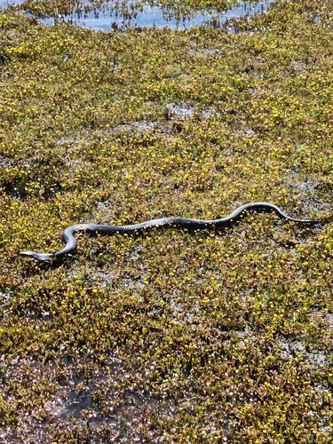 Lowlands Copperhead sighting