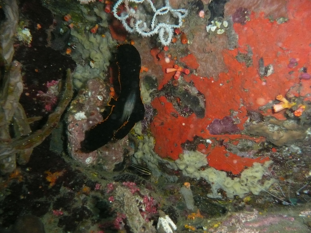 Dusky Batfish