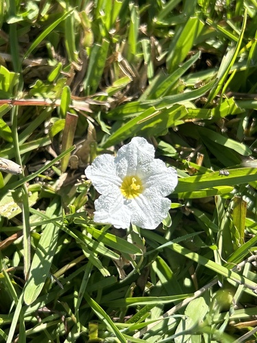 Nierembergia rivularis