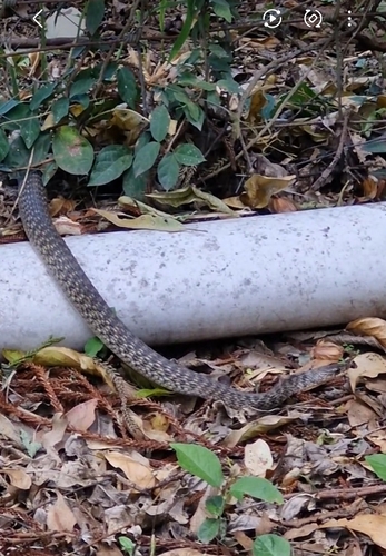 Common keelback sighting