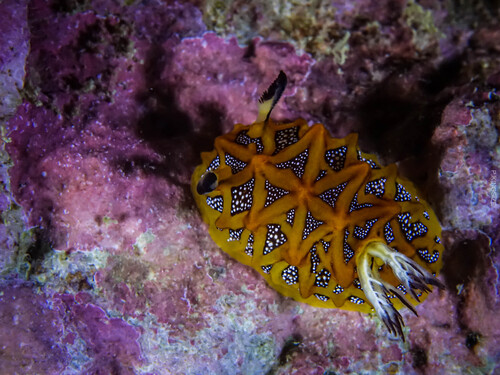 Halgerda indotessellata — seen at this dive site