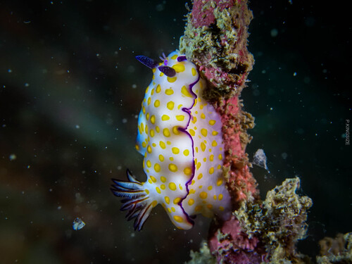 Hypselodoris pulchella