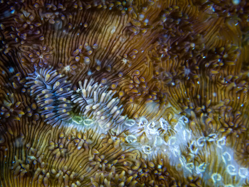 Tenellia viei