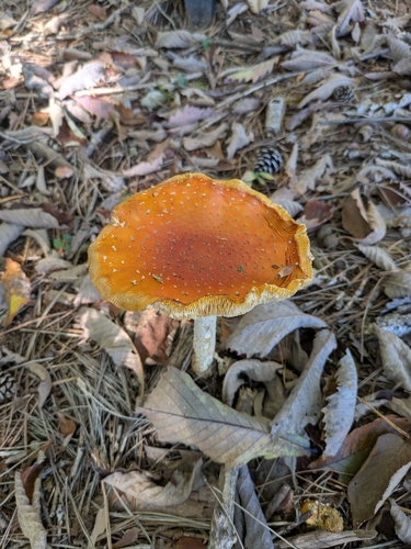 Fly Agaric