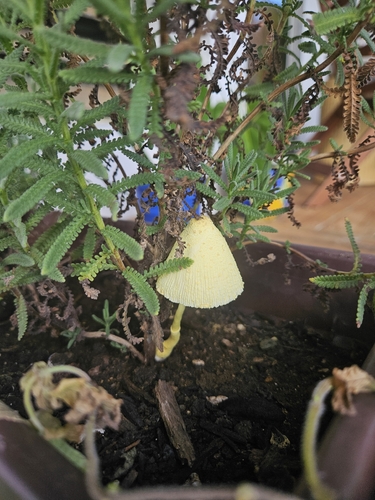 flowerpot parasol