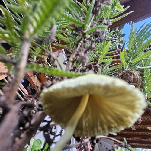 flowerpot parasol