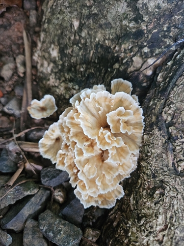 Podoscypha