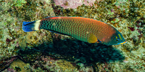 Pseudodax moluccanus