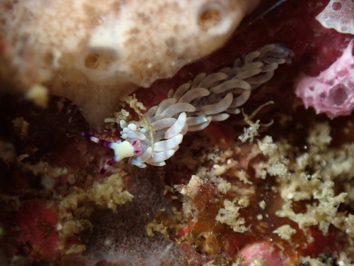 Pteraeolidia semperi