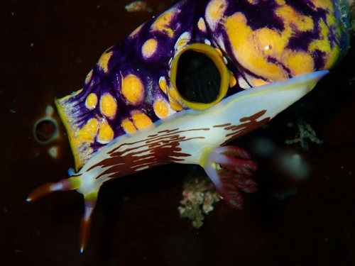 Nembrotha lineolata