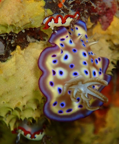 Goniobranchus kuniei — seen at this dive site