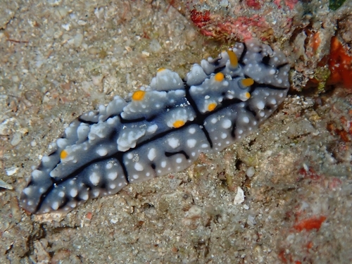 Elegant Phyllidia — seen at this dive site