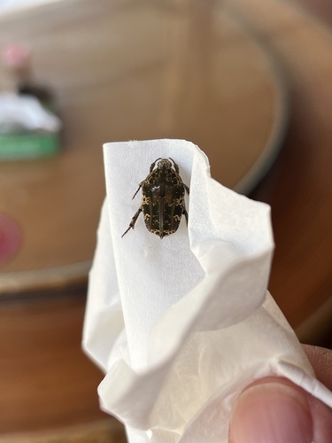Mango Flower Beetle