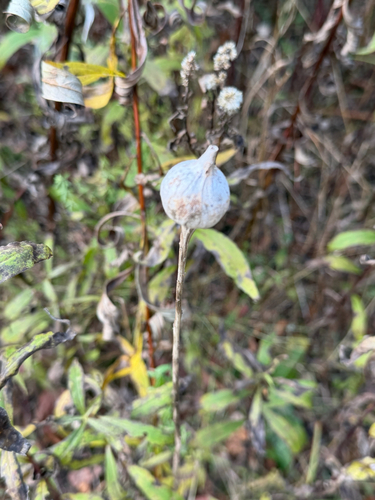 Unknown species found near Appalachian Trail, Woodstock, VT, US