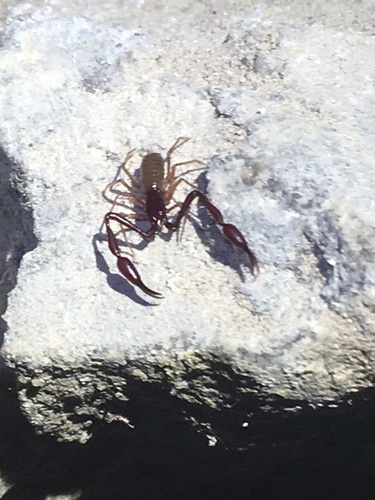Great Basin Cave Pseudoscorpion