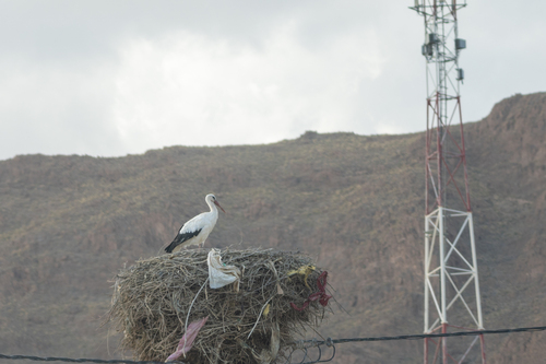 European White Stork