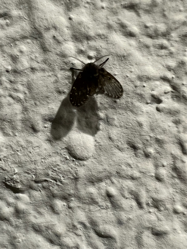 Unknown species found near Tiger Blvd, Clemson, SC, US
