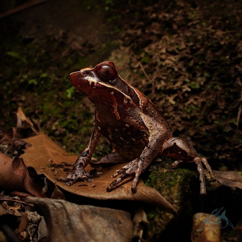 Mangshan Horned Toad