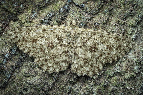 Racotis deportata