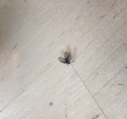 Unknown species found near Nashville