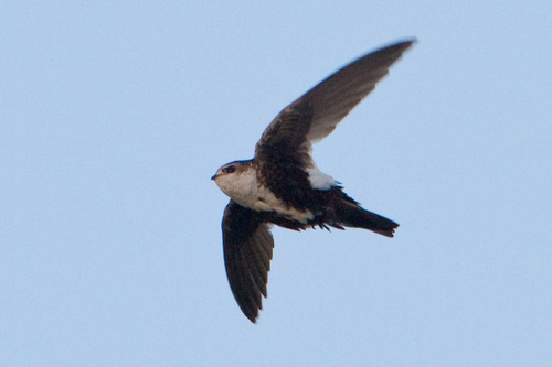 White-throated Swift