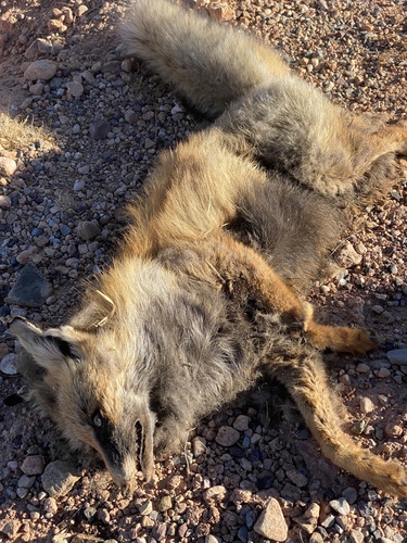 Red Fox