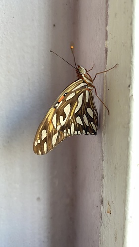 Gulf Fritillary