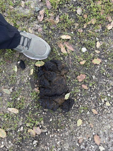 iNaturalist observation photo of American Black Bear