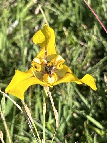Herbert's goblet flower