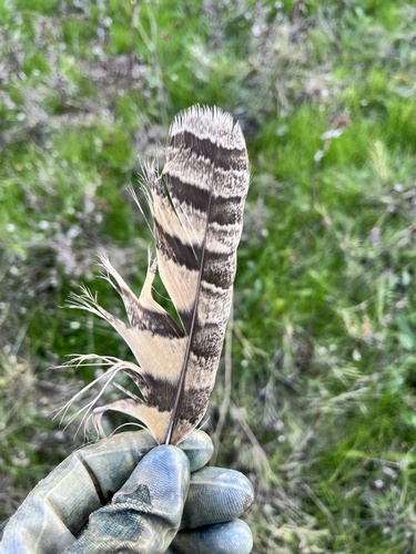 View observation of {o.common_name} on iNaturalist