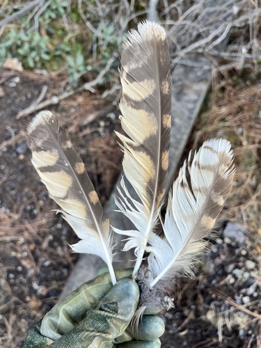 View observation of {o.common_name} on iNaturalist