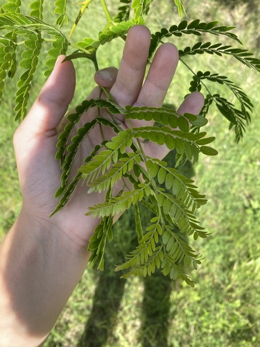 honey locust