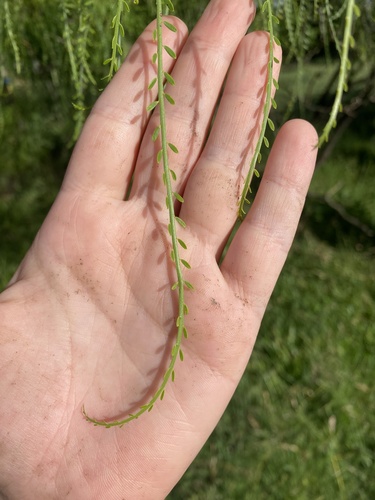 Mexican palo verde