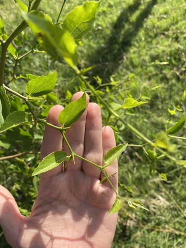 Desert Hackberry