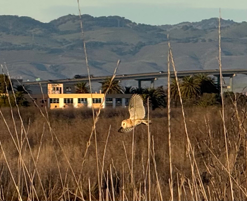 View observation of {o.common_name} on iNaturalist