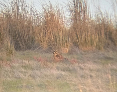 View observation of {o.common_name} on iNaturalist