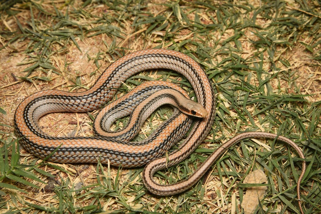 Big Bend Patch-nosed Snake from 33983 Jiménez, Chih., México on May 4 ...