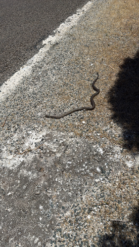 Rottnest Island Dugite sighting